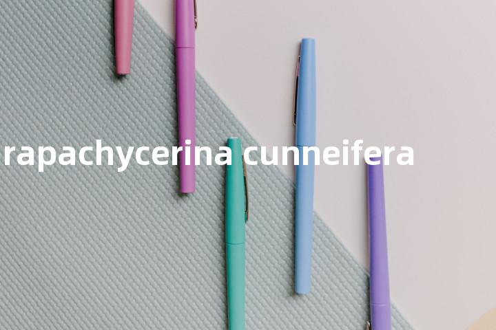 parapachycerina cunneifera单词图解，单词释义场景配图