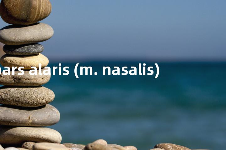 pars alaris (m. nasalis)单词图解，单词释义场景配图