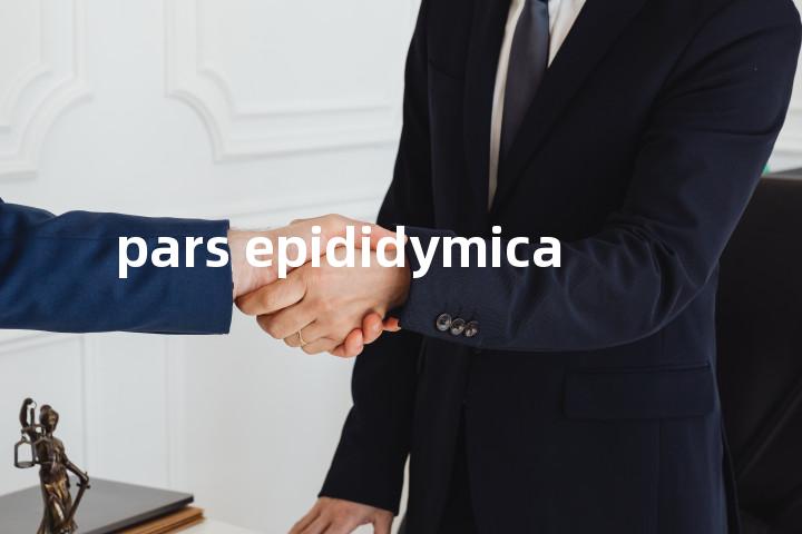 pars epididymica单词图解，单词释义场景配图
