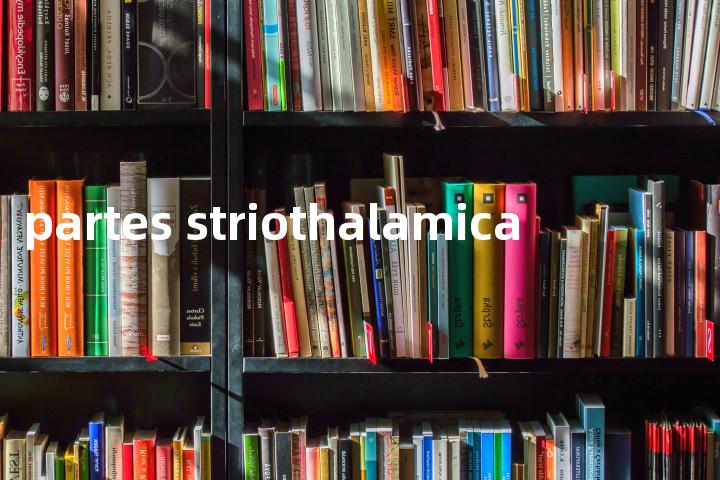 partes striothalamica单词图解，单词释义场景配图