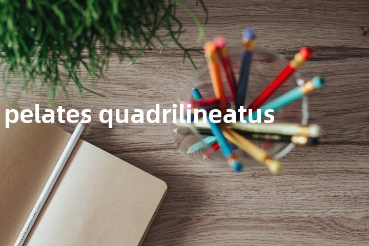pelates quadrilineatus单词图解，单词释义场景配图
