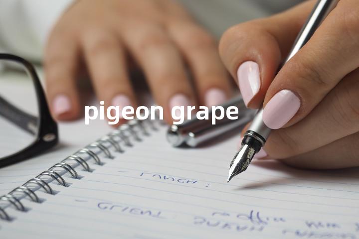 pigeon grape单词图解，单词释义场景配图