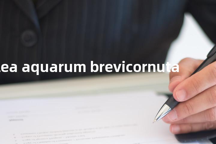 pilea aquarum brevicornuta单词图解，单词释义场景配图