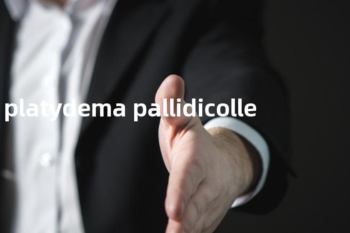 platydema pallidicolle单词图解，单词释义场景配图