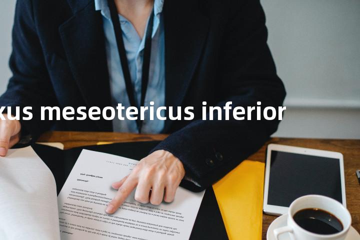 plexus meseotericus inferior单词图解，单词释义场景配图