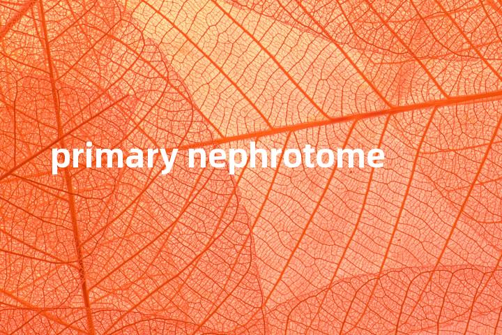 primary nephrotome单词图解，单词释义场景配图