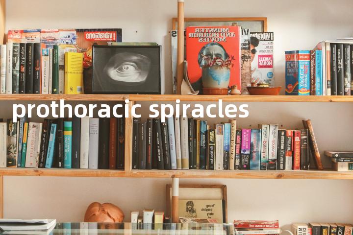 prothoracic spiracles单词图解，单词释义场景配图