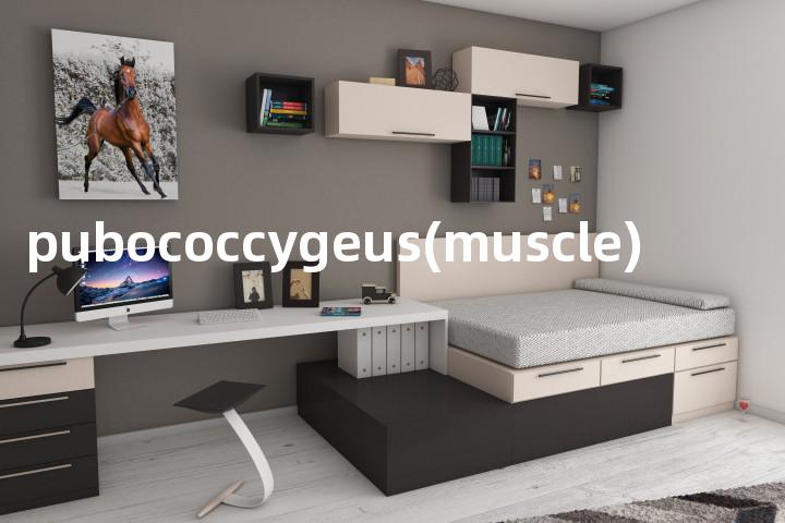 pubococcygeus(muscle)单词图解，单词释义场景配图