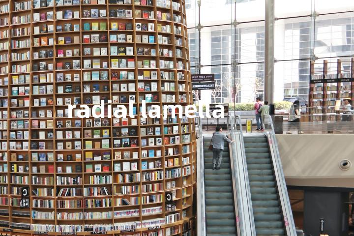 radial lamella单词图解，单词释义场景配图