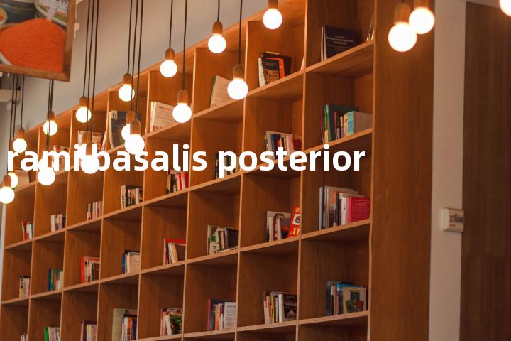 rami basalis posterior单词图解，单词释义场景配图