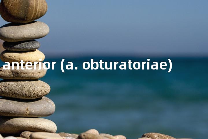 ramus anterior (a. obturatoriae)单词图解，单词释义场景配图
