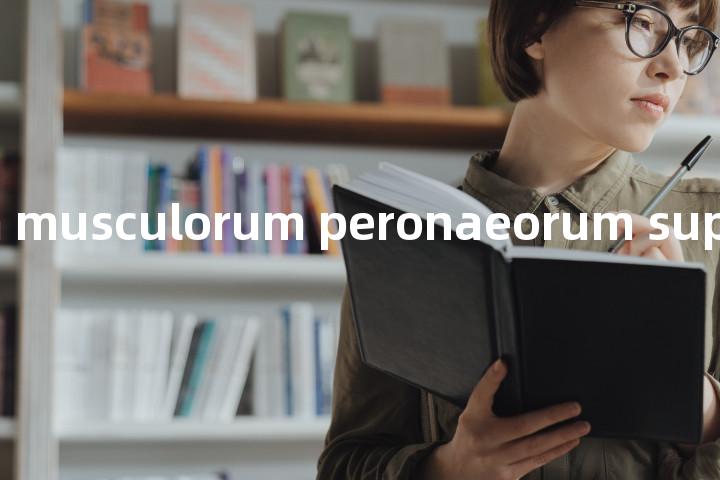 retinaculum musculorum peronaeorum superius单词图解，单词释义场景配图
