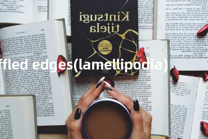reuffled edges(lamellipodia)单词图解，单词释义场景配图