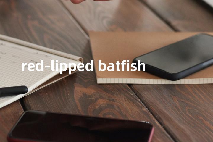 red-lipped batfish单词图解，单词释义场景配图
