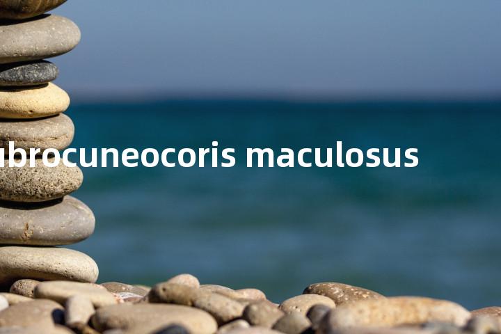 rubrocuneocoris maculosus单词图解，单词释义场景配图