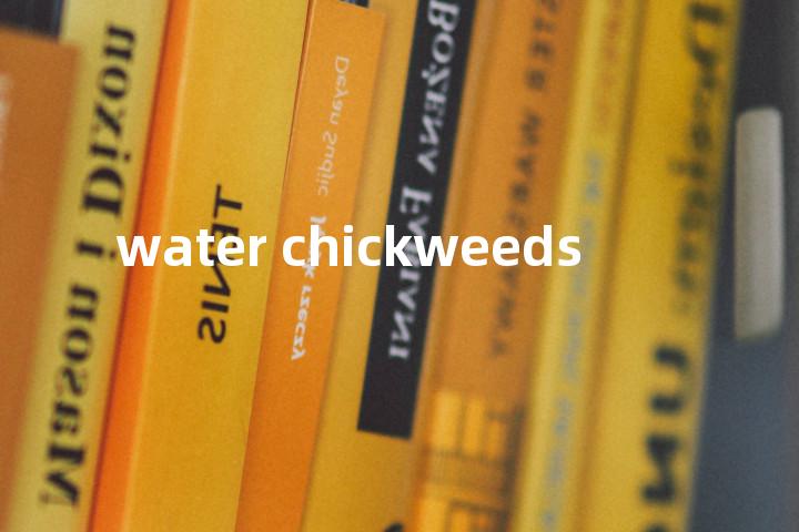 water chickweeds单词图解，单词释义场景配图