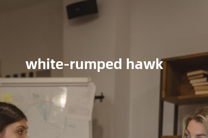 white-rumped hawk单词图解，单词释义场景配图