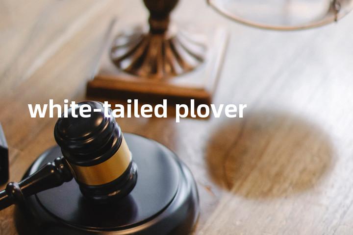 white-tailed plover单词图解，单词释义场景配图