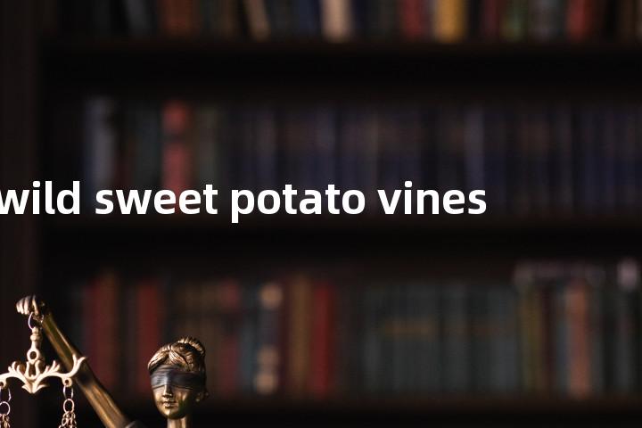 wild sweet potato vines单词图解，单词释义场景配图