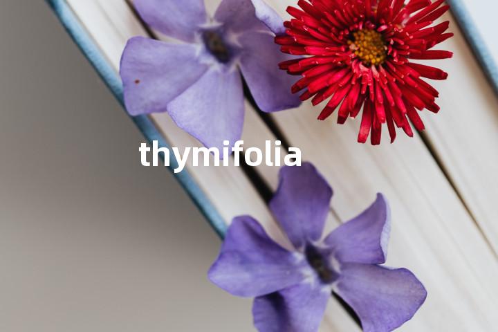 thymifolia单词图解，单词释义场景配图