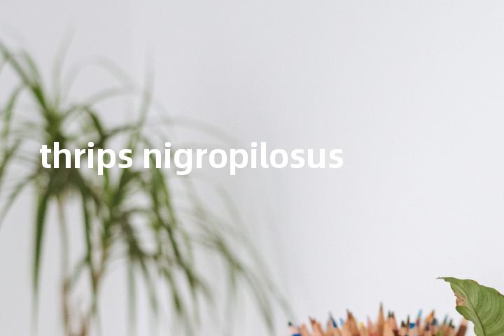 thrips nigropilosus单词图解，单词释义场景配图