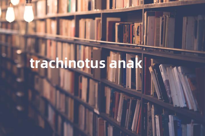 trachinotus anak单词图解，单词释义场景配图