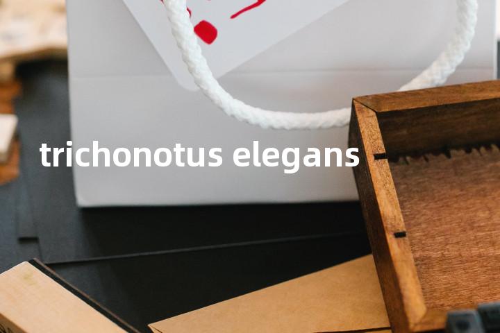 trichonotus elegans单词图解，单词释义场景配图