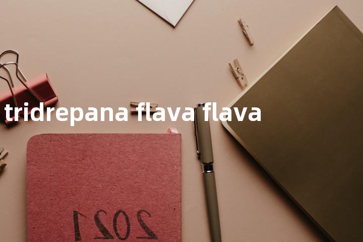 tridrepana flava flava单词图解，单词释义场景配图