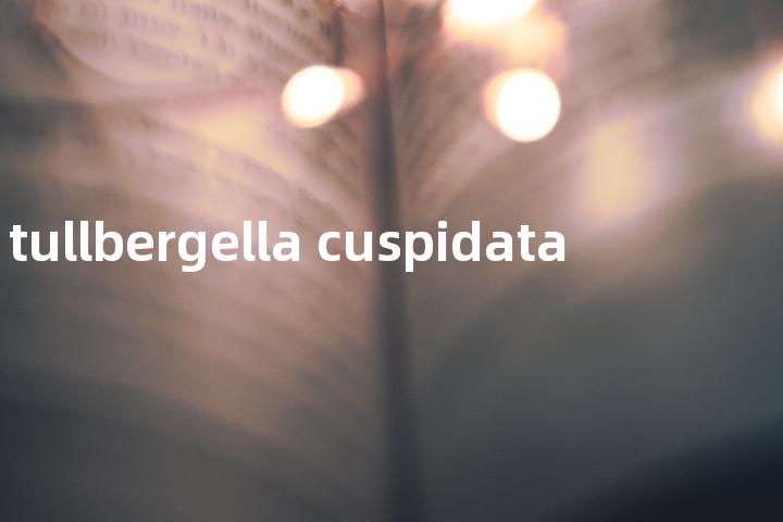 tullbergella cuspidata单词图解，单词释义场景配图