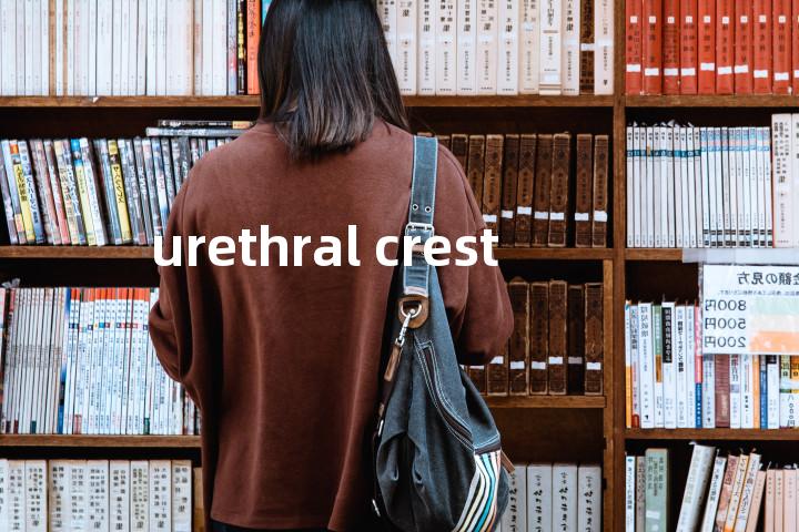 urethral crest单词图解，单词释义场景配图