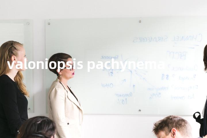 valoniopsis pachynema单词图解，单词释义场景配图