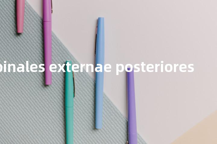 venae spinales externae posteriores单词图解，单词释义场景配图