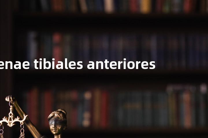 venae tibiales anteriores单词图解，单词释义场景配图