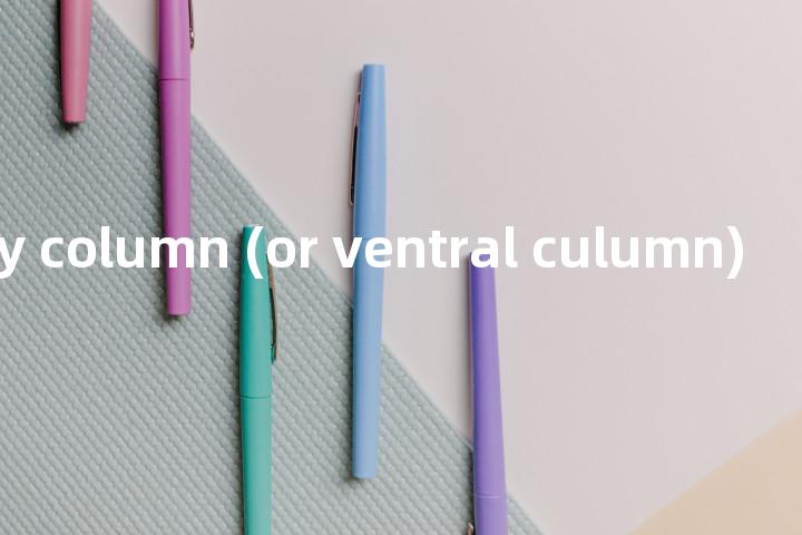 ventral gray column (or ventral culumn)单词图解，单词释义场景配图