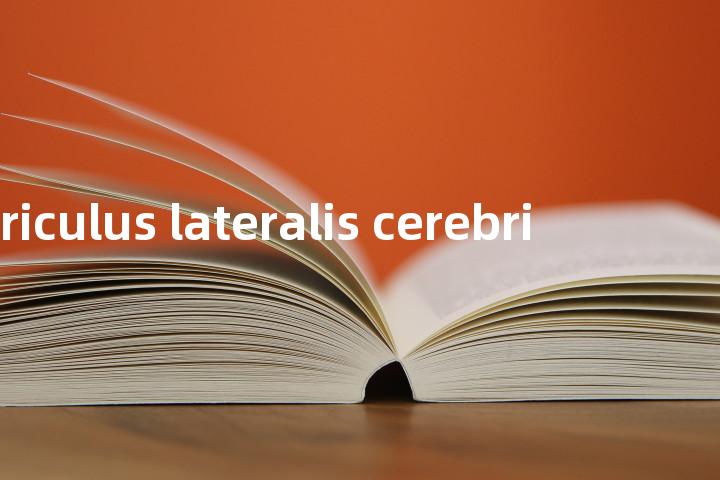 ventriculus lateralis cerebri单词图解，单词释义场景配图