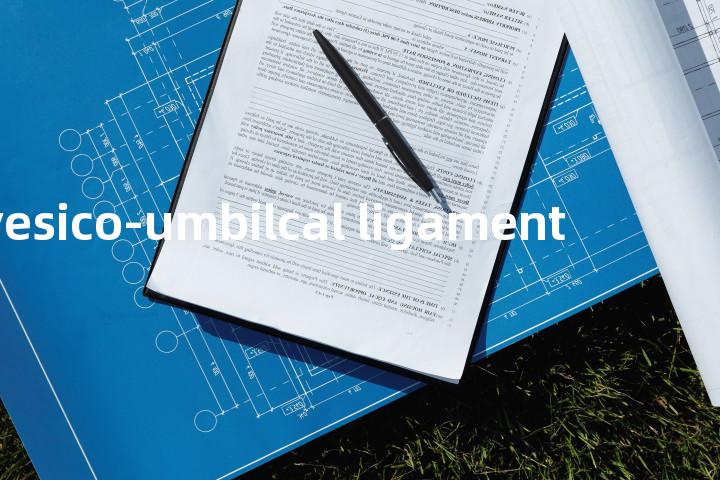 vesico-umbilcal ligament单词图解，单词释义场景配图