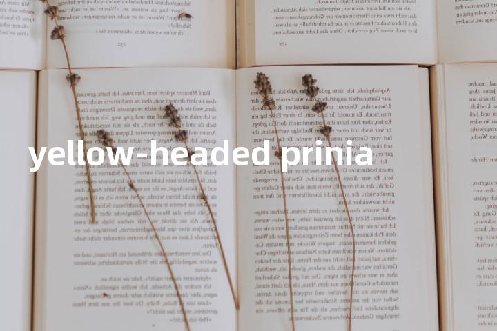 yellow-headed prinia单词图解，单词释义场景配图