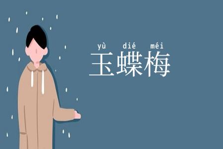 玉蝶梅