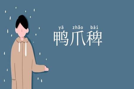 鸭爪稗