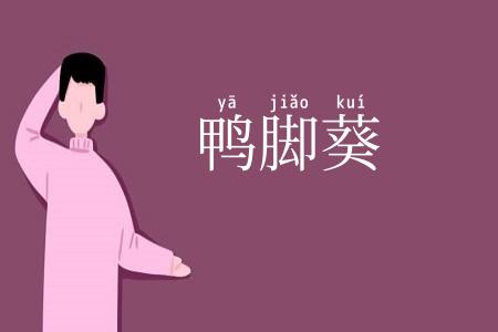 鸭脚葵
